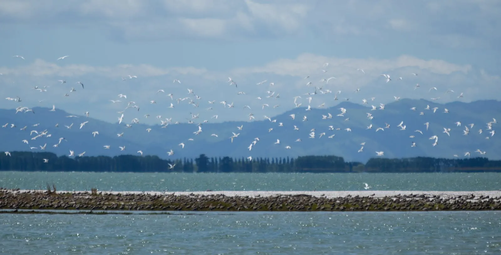 A flock of shorebirds rising over a shoreline against distant hills