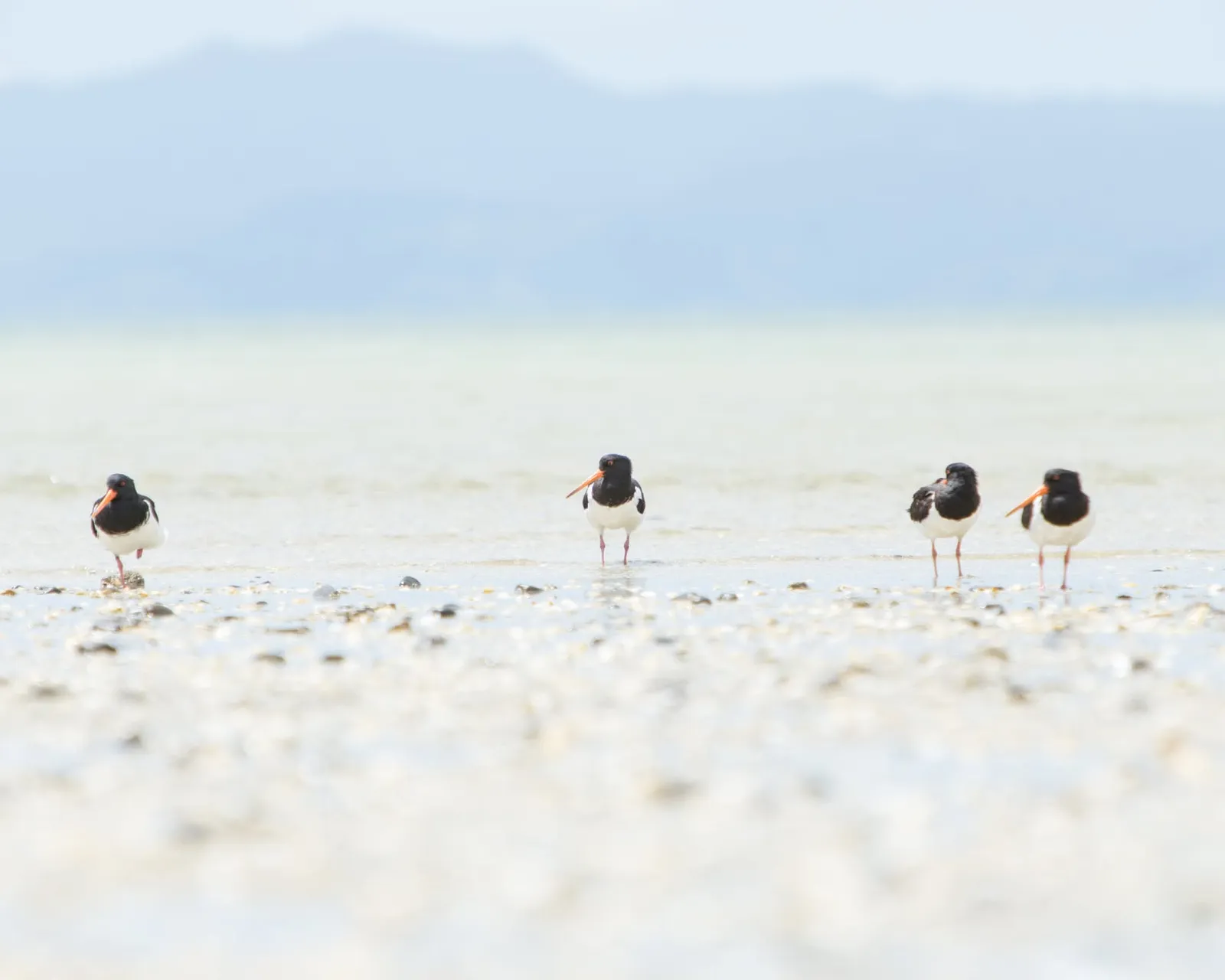 Shorebirds gathered along a quiet beach at first light